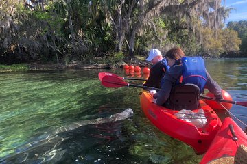 Orlando Manatee Encounters