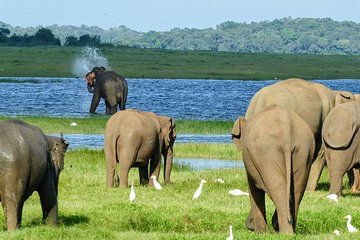 Day tour to Minneriya National Park,Sigiriya & Dambulla from Kandy
