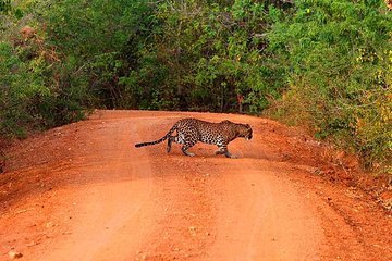 Yala Safari Day Trip from Bentota/ Kalutara/ Ahungalla/ Hikkaduwa