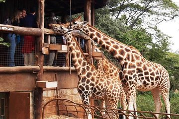 Karen Blixen Museum & Giraffe Centre Half day tour