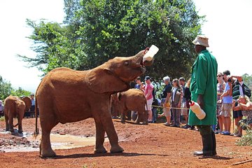 Giraffe center, Elephant Orphanage and Beads Center