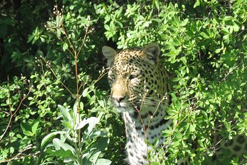 Outdoor Luxury Safari Experience