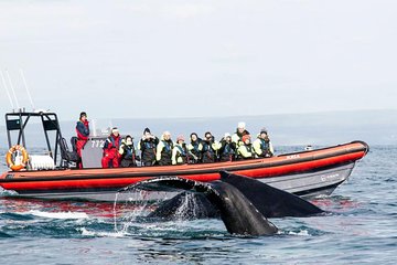 Big Whales & Puffins RIB boat tour from Húsavík