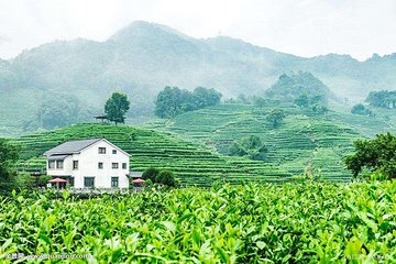 Hangzhou Tea Culture Experience Tour