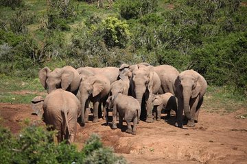 Port Elizabeth Shore Excursion: Addo Elephant Full Day Safari &"Braai"Lunch(BBQ)