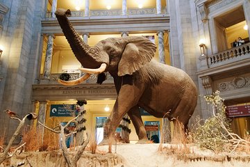 Smithsonian Museum of Natural History - Exclusive Guided Tour
