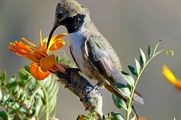 Colca Canyon Sightseeing Tour 2D1N and Transfer to Puno