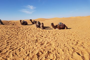 Tatouine - Chenenni - Ksar Ghuilaine - Matmata: 2 days visit