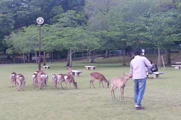 One-Day Tour of Amazing 8th Century Capital Nara