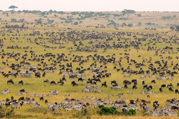 2-Day Maasai Mara Safari