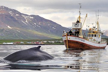 Whale Watching and Sea Angling Tour