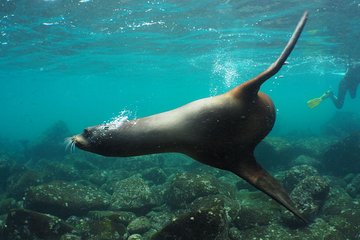 8-Day Galapagos Island Hopping Superior: Kicker Rock, Los Tuneles, Local Flight