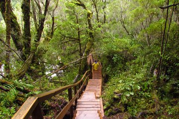 Puerto Varas: Full day Alerce Andino National Park.