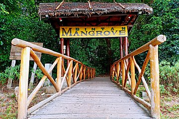 Bintan Mangrove Discovery Tour