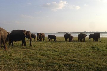 Minneriya National Park private safari