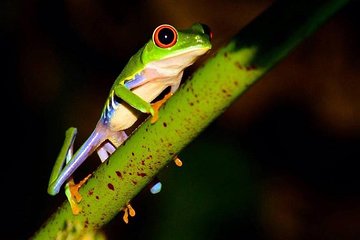 Night wildlife spoting & Jungle walk