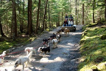 Sled Dog Discovery in Skagway