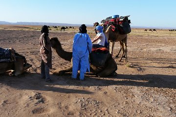 Morocco desert trek dromedary Mhamid dunes