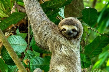 Manuel Antonio Park Nature Guided Tour