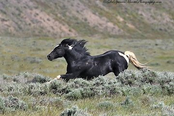 Red Canyon Mustang Tour 8am