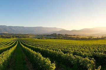 Laid back,Small-Group Yarra Valley Wine Tour :Wine,Gin,Cider+more