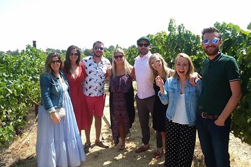 Small-Group Wine Country Tour from San Francisco with Tastings