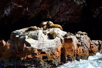 Ballestas Islands Sightseeing Boat Ride from Paracas