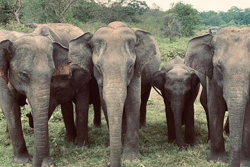 Bundala Birds Safari by Jeeps