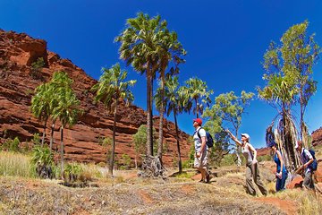 Palm Valley 4WD Tour from Alice Springs