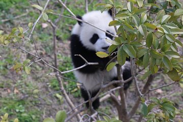 Chengdu Panda half day tour option volunteer