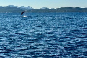 Dolphin Watching Tour - from Golfo Aranci