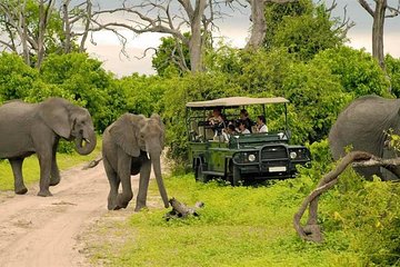 Chobe Full Day Trip
