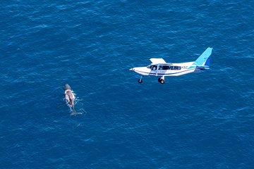 Whale Watching Flight in Kaikoura