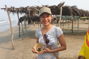 6Hr City Tour Cruise or Hotel Turtle Nesting High Diver & Market