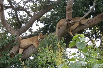 3 Days Queen Elizabeth national Park Safari Holiday