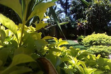 Mt.Kilimanjaro (Londorosi route)