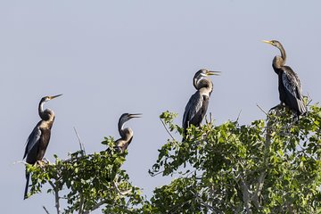 Bundala National Park Safari From Hambantota Seaport