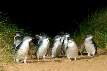 Phillip Island Penguin, Brighton Beach, Moonlit Sanctuary from Melbourne