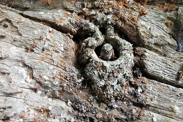 Valladolid Mayan Bees Tour with Lunch or breakfast and Honey Tasting