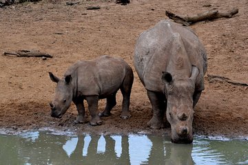 Tala Mini Day Safari - Durban