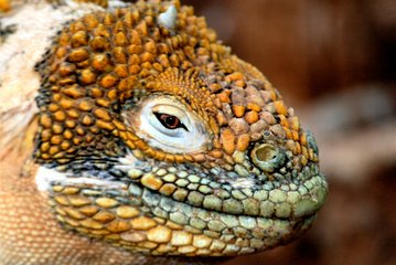 Tour to North Seymour & Las Bachas beach * (Santa Cruz) *