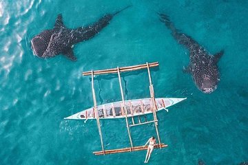 Whale Shark & Tumalog Falls & Sumilon Sandbar & Pescador Island with Sardines