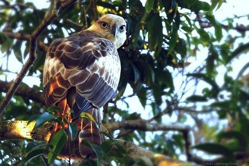 Yala Safari by Yala SafariWonders