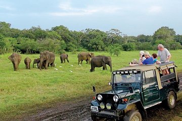 Afternoon Game Drive at Minneriya National Park from Polonnaruwa