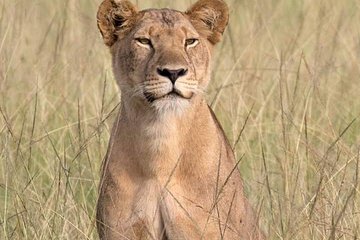 Mambo Gorilla Safaris, is an African based Tour Agency, offering the best ever