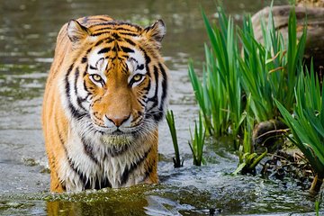4 Day Golden Triangle with Ranthambore Tiger Safari Tour from Delhi
