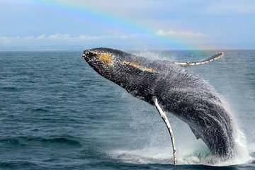 Whale Watching Tour