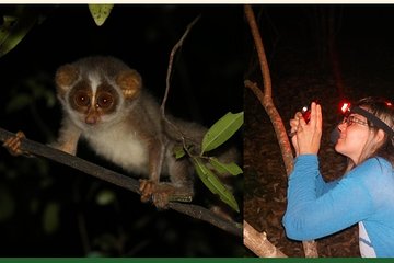Night Hike to see Elusive & Rare Loris in Sigiriya