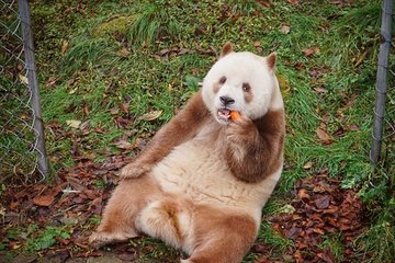 Private Day Tour:Xi'an Panda(QI ZAI) and Terracotta Warriors Museum