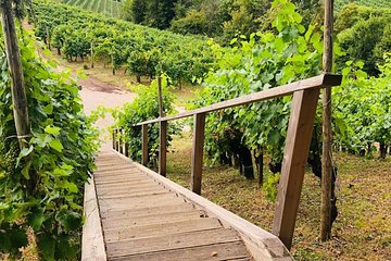 Private Prosecco Tour, from Venice or Treviso, with a certified Sommelier